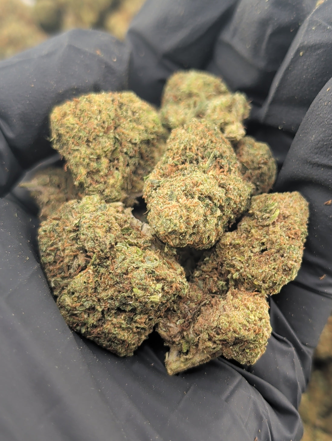 Cannabis in Pittsburg, KS—What to Look For (and What to Avoid)
